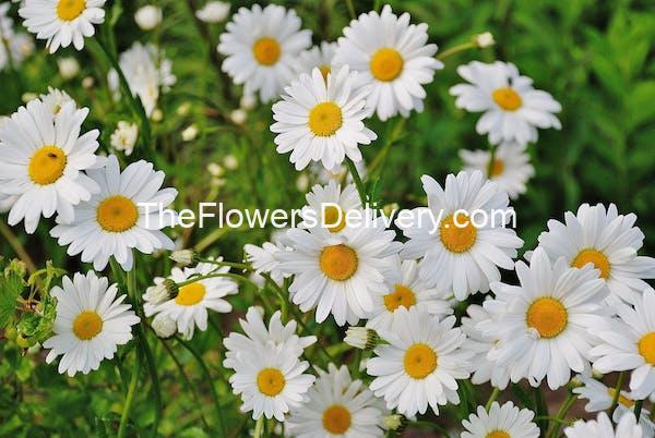 Daisies, best flowers for every occasion