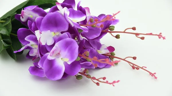 Orchids, best flowers for every occasion