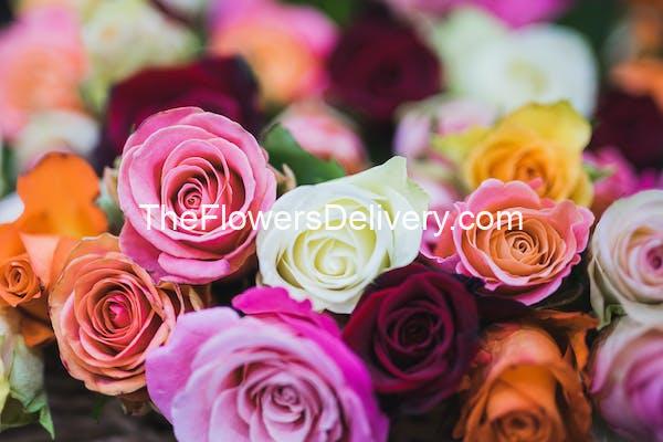Roses, best flowers for every occasion