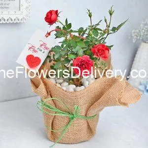Premium Rose Plant in Pakistan