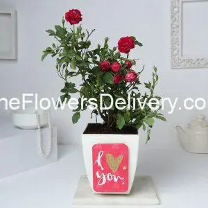 Rose Plant Delivery Pakistan - TheFlowersDelivery.com