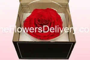 Forever Red Rose in Pakistan -TheFlowersDelivery.com