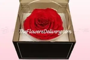 Valentine Day Gift Pakistan - TheFlowersDelivery.com